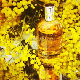 Mimosa - Acca Kappa