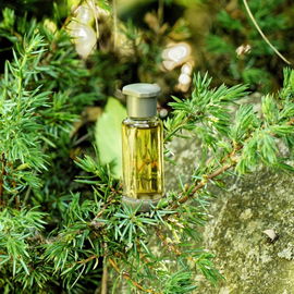 Kiefernbalsam für die Seele
