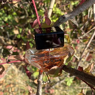 Paradoxe Intense von Prada