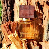 Aus dem Inneren des Baumes. (by GreenIvy)