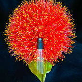 Feuerkugellilie (by BeJot)