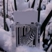 Zebra im Schnee, ❄️...tut ihm aber nicht weh...❄️ vielen Dank für Eure lieben Fotokommentare (von Bille74)