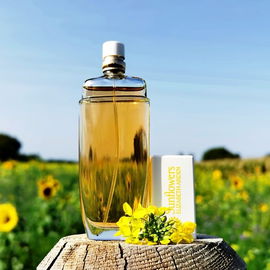 Abschied vom badischen Oktobersommer…🌻 Vielen lieben Dank für Eure Besuche im Sonnenblumenfeld! 🤗💛🌻