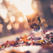 Vielen Dank an alle, die die Ruhe aus dem Wald mit ihren Worten begleiten. (von ChopIsland)