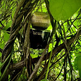 ….In the jungle 🦎🌿🐍🌱