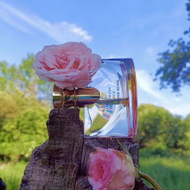 Splendida - Rose Rose - Bvlgari