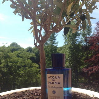 Splendid Wood - Yves Saint Laurent