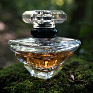 Tresor im Wald...