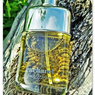 #summer #fall #aromatic, #calming, #sweet, #fresh, #floral, #sensual, #green, #natural, #woody, #warm, #fresh spicy, #soothing, #earthy, #deep, #balsamic, #energizing, #clean, #balancing, #herbal, #light