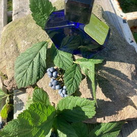 Gruss aus der Natur