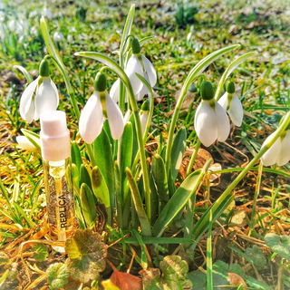 im Frühling öffnen die Frisöre wieder (vielleicht)