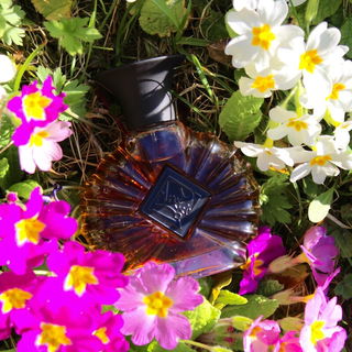 Civet de Nuit von Areej Le Doré