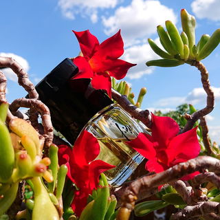 Fidji im Südsee-Dschungel