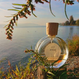 🌿🍂 Nachmittagssonne am Bodensee 🍂🌿   Lieben Dank für Eure wertschätzenden Kommentare 🧡