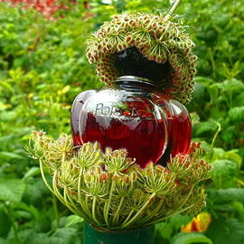 Poison Girl (Eau de Parfum) - Dior