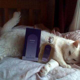 Jasmin (Eau de Toilette) - Molinard