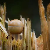 Ein liebes großes Dankeschön für eure Aufmerksamkeit, ihr Lieben :) Holz meets Holz (by EveMist)