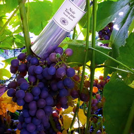 Noir Toscane - Vanille Raisin - La Maison de la Vanille