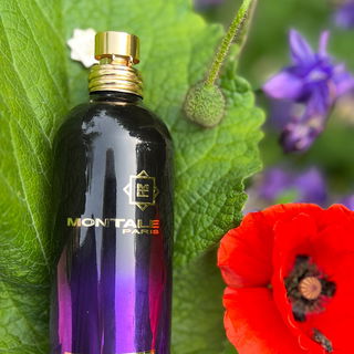 Dark Vanilla - Montale