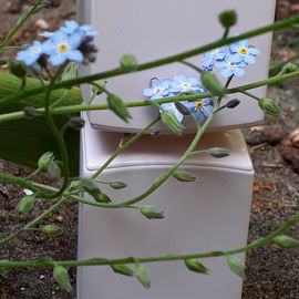Frühlingsdurst