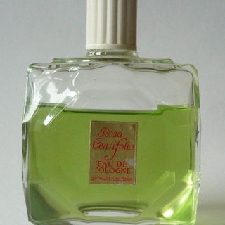 Rosa Centifolia (1910) - J.F. Schwarzlose Berlin