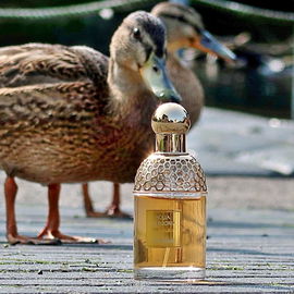 Aqua Allegoria Lys Soleia - Guerlain