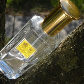 Daisy Sapphire / English Daisy / Royal English Daisy - Yardley