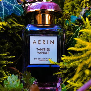 Tangier Vanille - Aerin
