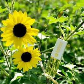 *Sonnenblumen - Impressionen Teil 1*