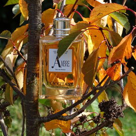 Ambre (2016) - L'Occitane en Provence