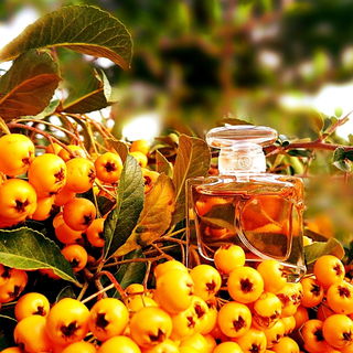 Quelques Notes d'Amour L'Eau de Parfum - Yves Rocher