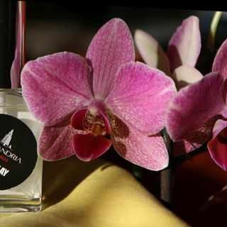 Interplay Extrait (Parfum Extract) von Alexandria Fragrances