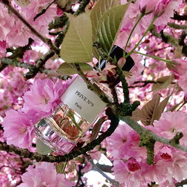 Ist die Natur nicht zauberhaft? Zier-Kirschblüten... mit herrlichem Duft...
