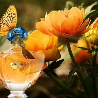 Shalimar Millésime Vanilla Planifolia von Guerlain