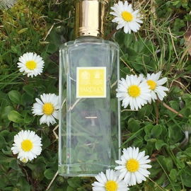 Daisy Sapphire / English Daisy / Royal English Daisy - Yardley
