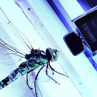 Fenstersimsbegegnung