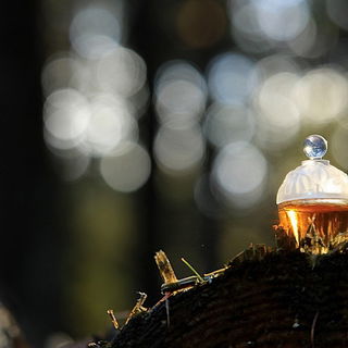 Dilys (Eau de Parfum) - Laura Ashley