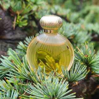 Nina (1987) (Eau de Toilette)