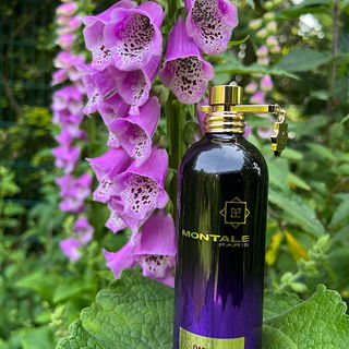 Dark Vanilla - Montale