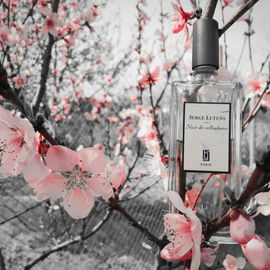 Nuit de cellophane - Serge Lutens