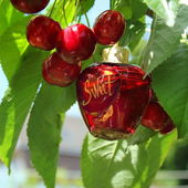 Komplementärkontrast – Ende Juni 2017. (von Serduszko)