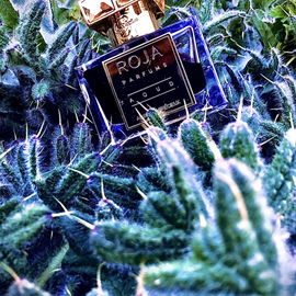Etwas Stachelig und pieksig, aber auch kuschelig, das ist „Aoud“                                                (und die Distel ist echt, ich hab das getestet ;-))