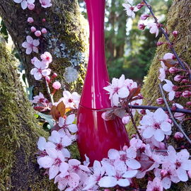 Fühlt sich Kirschblüten wohl 🌸💖🌸 vielen Dank für Eure lieben Fotokommentare 💖🌸💖