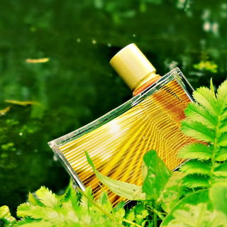 7:15 AM in Bali - Kenzo