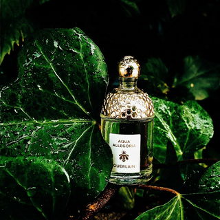 Euphoria (Eau de Parfum) - Calvin Klein
