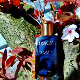 Boha - Jeroboam