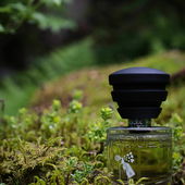 Wald in Südtirol - ich Danke euch für eure lieben Worte! (von DrHildegard)