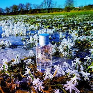 Eine ganze Wiese voller Eisblumen.