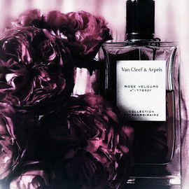 Rose Velours - Van Cleef & Arpels