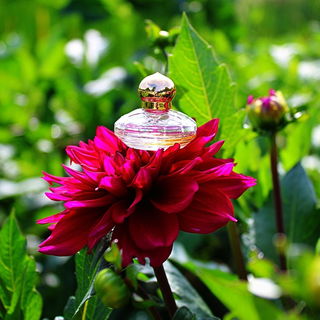 Cašmir (Eau de Parfum) - Chopard
